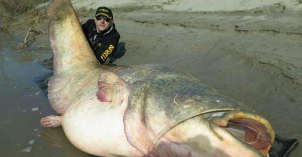 127 kiloluluk dev yayın balığı yakaladılar