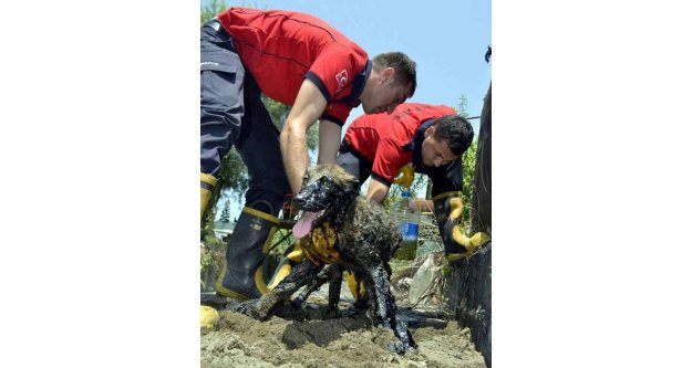 Zifte yapışan yavru köpeği itfaiye ekipleri kurtardı