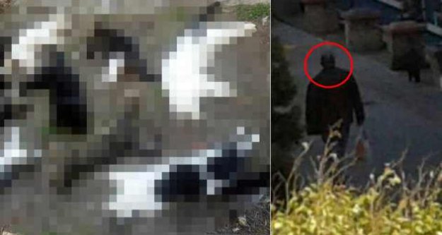 Alanya'da kedi katliamı: Rus vatandaşı gözaltında