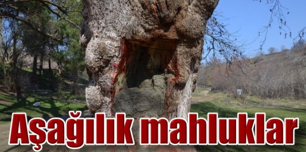 Silivri'de 400 yıllık çınar işkence: Siz hayvan demek bile ödül