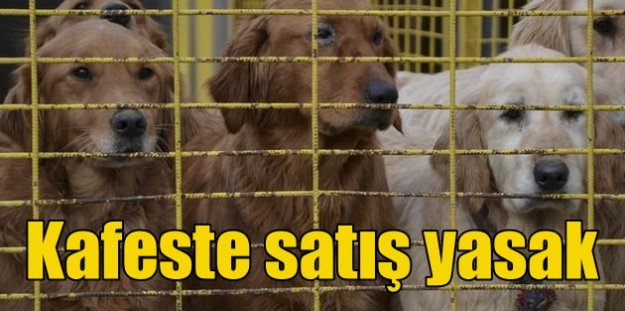 Pet Shop'larda kedi köpek kuş satışı yasaklanıyor