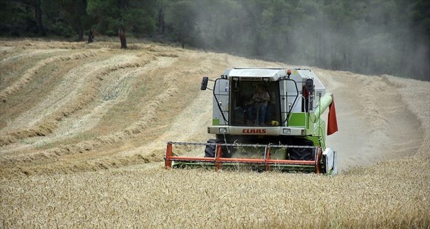 'Buğdayda yüzde 25-30 artışla 120-130 bin ton rekolte bekliyoruz'