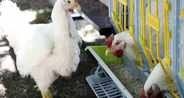 Türkiye'de ilk kez geliştirilen 'etçi damızlık tavuk' ve 'siyah pirinç' tanıtıldı