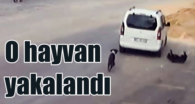 Antalya'da köpeği ezerek öldüren adam yakalandı