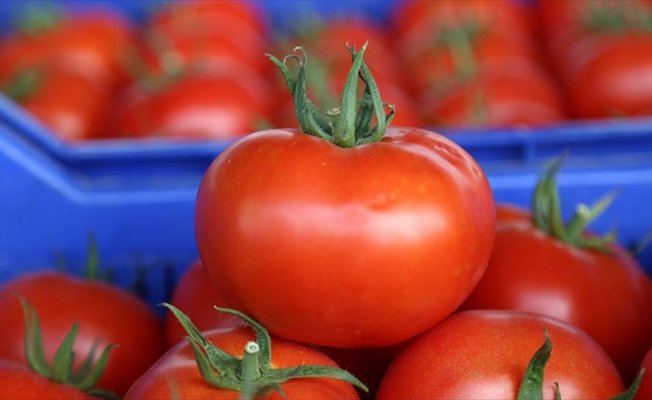 Antalya'dan 46 ülkeye domates ihracatı yapılıyor