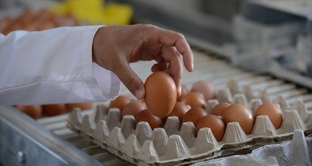 Avrupa'nın yumurta krizi büyüyor