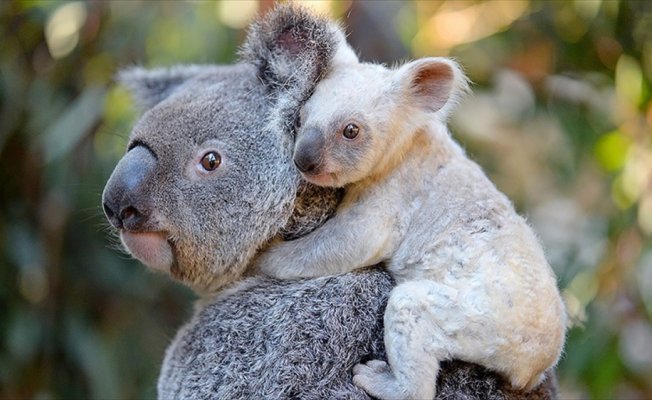 Avustralya'da beyaz koala heyecanı