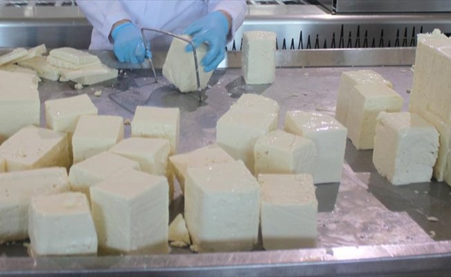 'Ezine peyniri Yunanistan'ın Feta'sına rakip olacak'