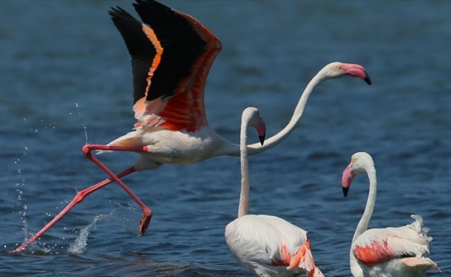 İzmir Kuş Cenneti'nde flamingo rekoru kırıldı