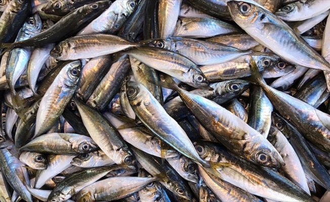 Karadeniz'de balıkta yeni av sezonu başladı