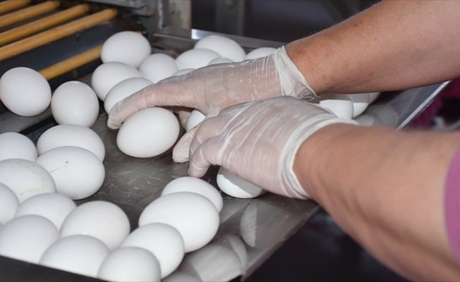 Türk yumurtası 19 ülkeye ihraç edildi