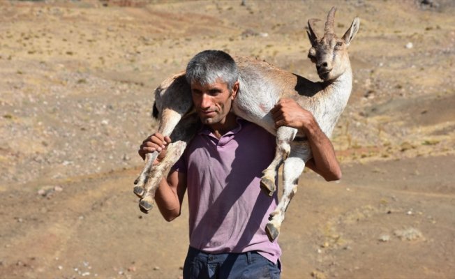 Yaralı dağ keçisini 17 kilometre sırtında taşıdı