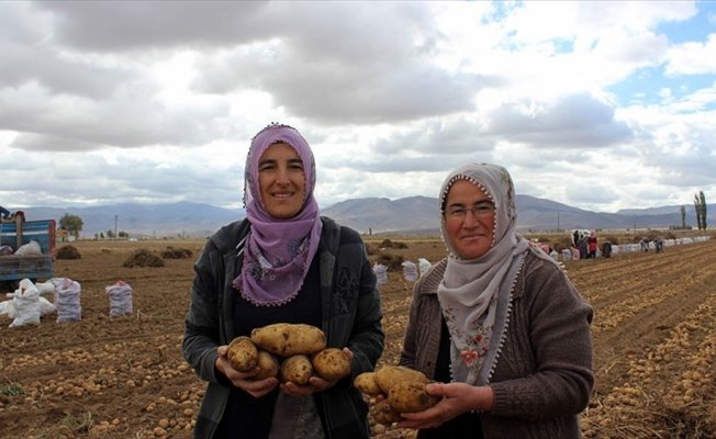 'Kadın Elinde Yerli Patates' projesinde hasat başladı
