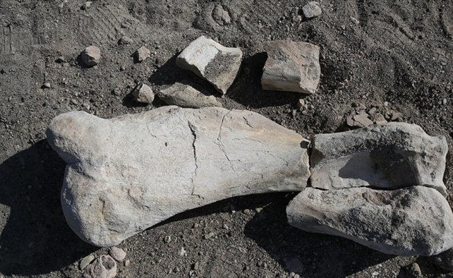 Keçi çobanı 'milyon yıllık fosil' buldu