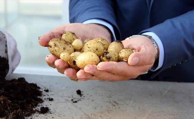 'Milli patates' tohumda dışa bağımlılığı azaltacak