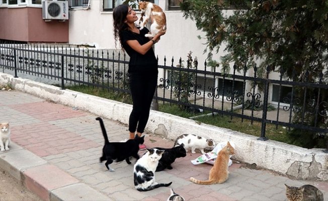 Okulda artan yemeklerle sokak kedilerini besliyor
