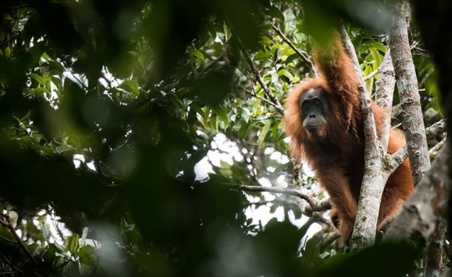 Endonezya'da yeni maymun türü keşfedildi