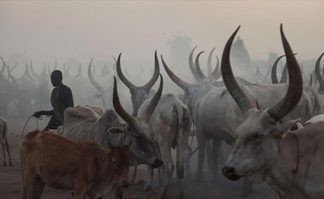 Güney Sudan'da sığır hırsızları hayvancılık yapan kabileye saldırdı: 40 ölü