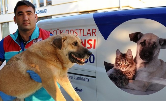 Sokak hayvanlarına 'özel' ambulans