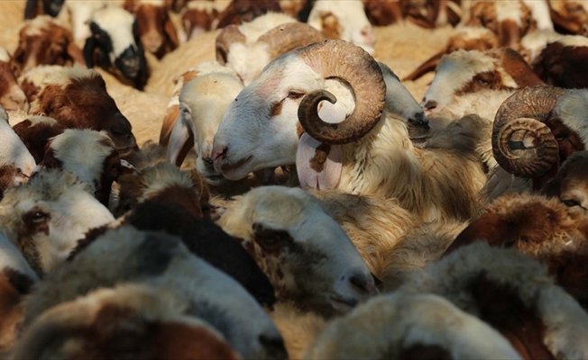 Koyun keçi yetiştiricilerine destek başvurusu için ikinci şans