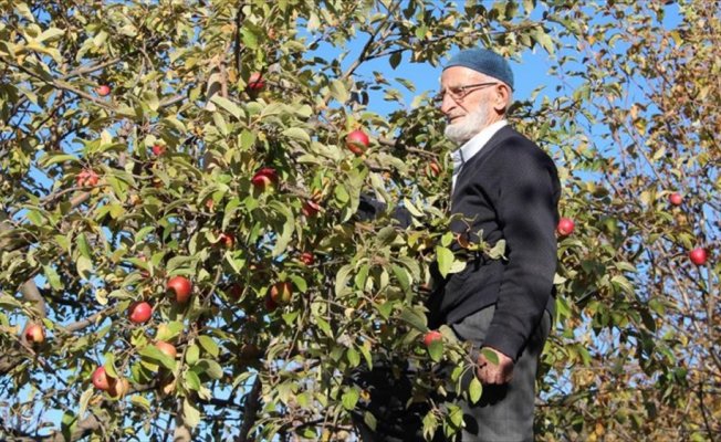'Misket elması'nın kaybolmaması için fidanlarını ücretsiz dağıtıyor