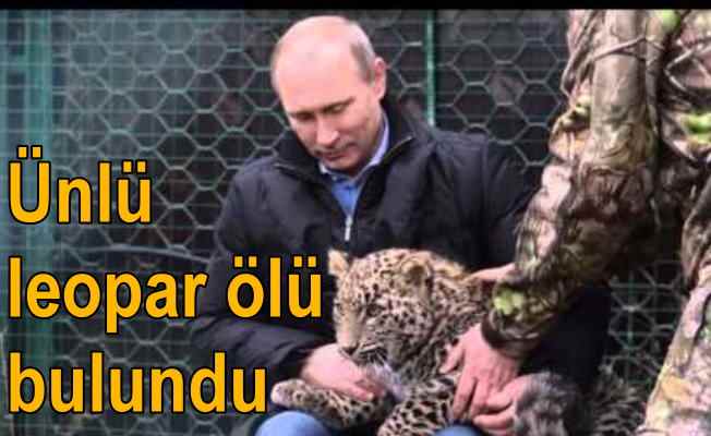 Putin'e acı haber; Leoparı ölü bulundu