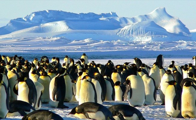 Antartika'da 1,5 milyonluk yeni penguen sürüsü keşfedildi