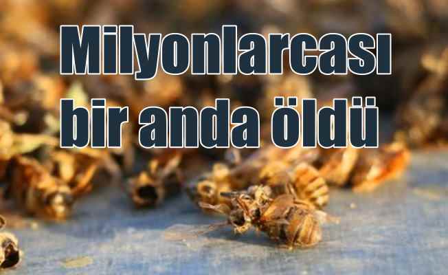 Milyonlarca arı bir anda öldü: Mısır ilacı arıları katletti