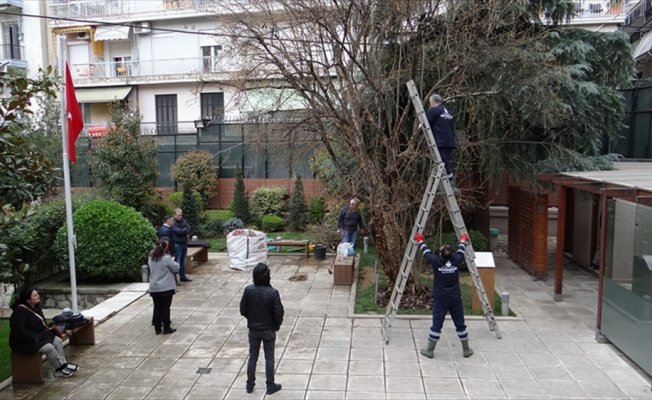 Selanik'teki asırlık nar ağacının bakımı yapıldı