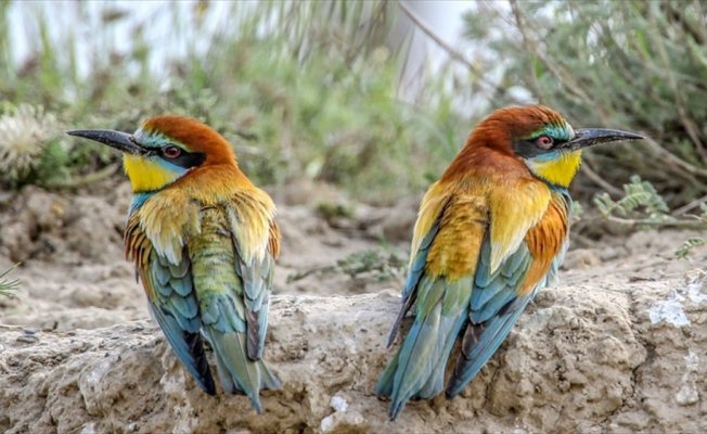 Türkiye'de görüntülenen kuş türü sayısında sevindirici haber