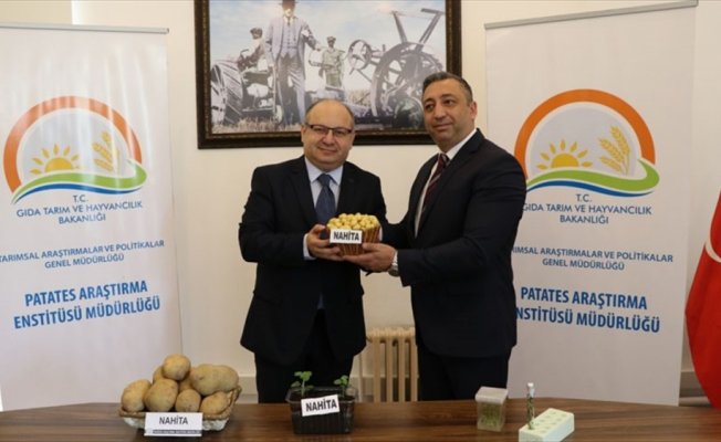 Yerli patates 'Nahita' yurt dışına açılıyor
