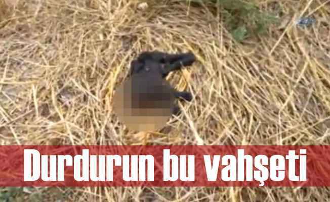 Adana'da vahşet; Kedinin başını keserek öldürdüler