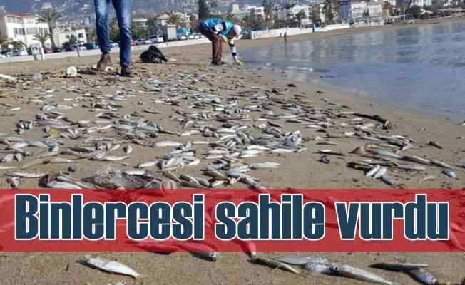 Binlerce gümüş balığı sahile vurdu
