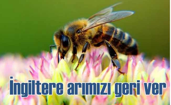 İngiltere Türk arısını öldürmek için seferber oldu