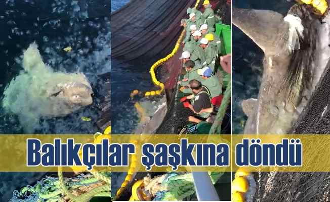 Balıkçıları şaşkına çeviren Pervane Balığı güçlükle kurtarıldı