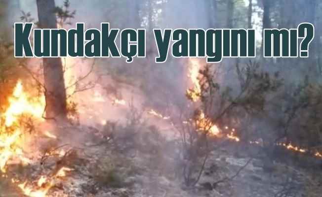 Sultanbeyli'de orman yangını kundakçı işi mi?