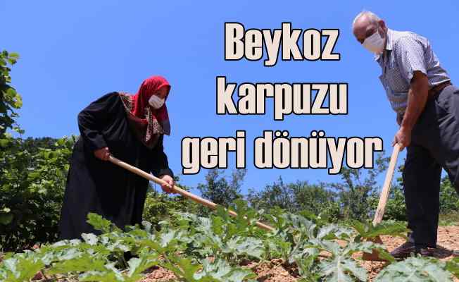 Beykoz Karpuzu lezzetiyle İstanbul'u saracak