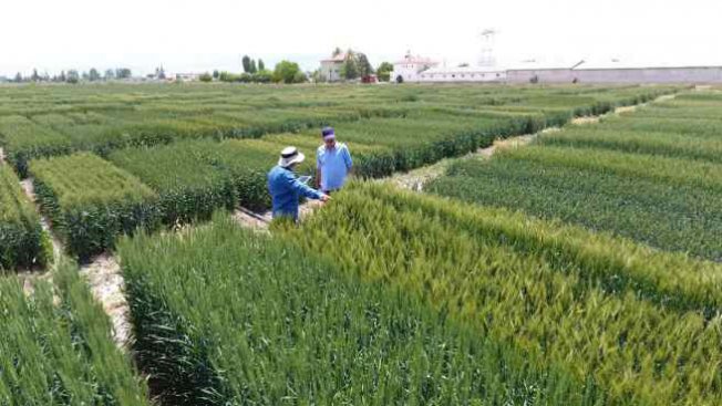 Tekfen Tarım’dan Türk çiftçisine 3 yeni yerli buğday çeşidi
