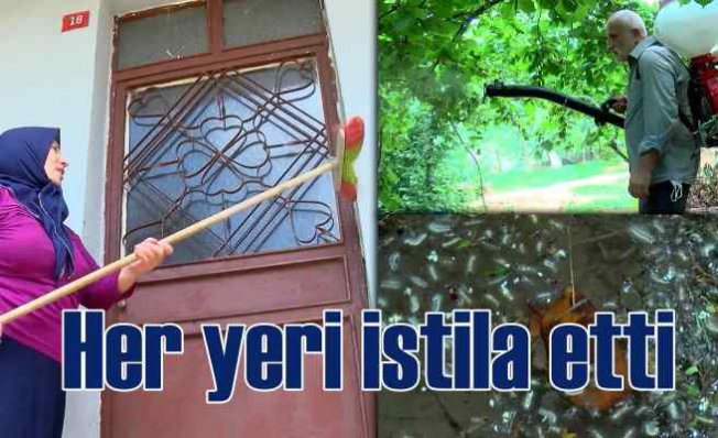 İstanbul'da tırtıl istilası | Beykoz'da başladı, vatandaşlar tedirgin