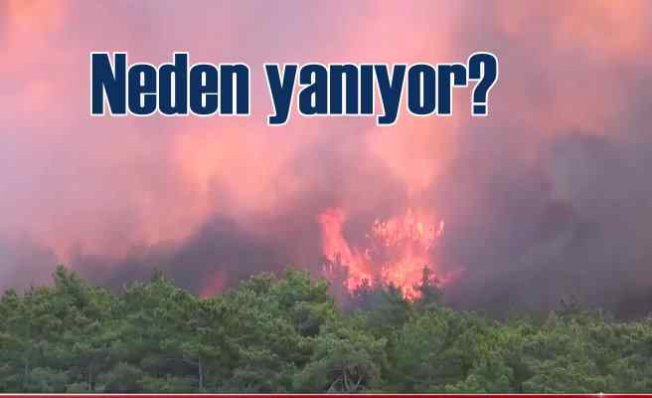 Ormanlar neden yanıyor?