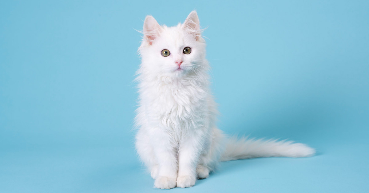 Beyaz Kedi Cinsleri ve Özellikleri
