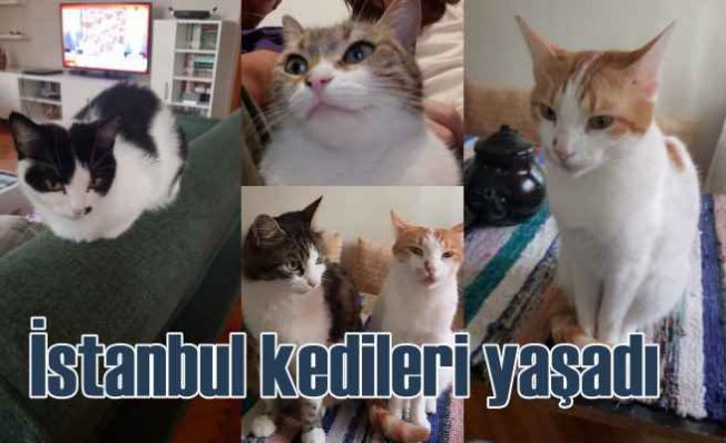 Evcil dostunla İstanbul turuna hazır mısınız?