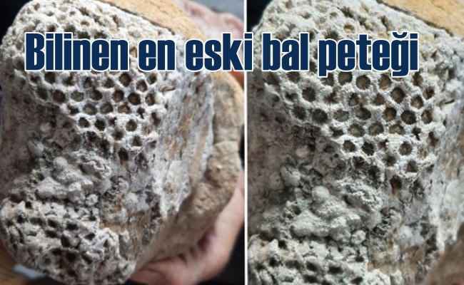 Ayağına takılan taş, dünyanın en eski arı peteği çıktı