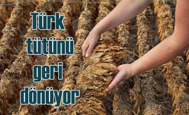Türk tütün üreticisi üretime geri dönüyor