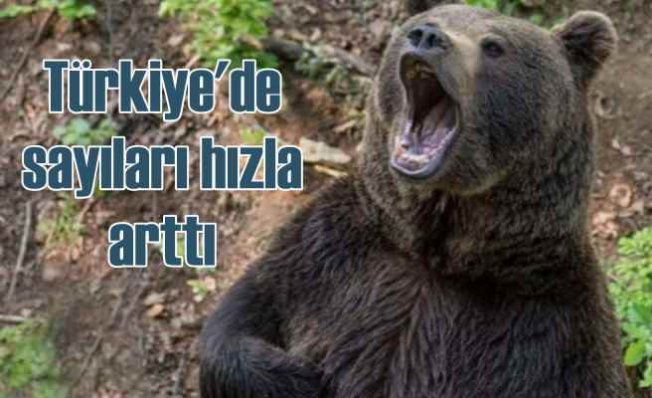 Türkiye'de ayı sayısı hızla artıyor