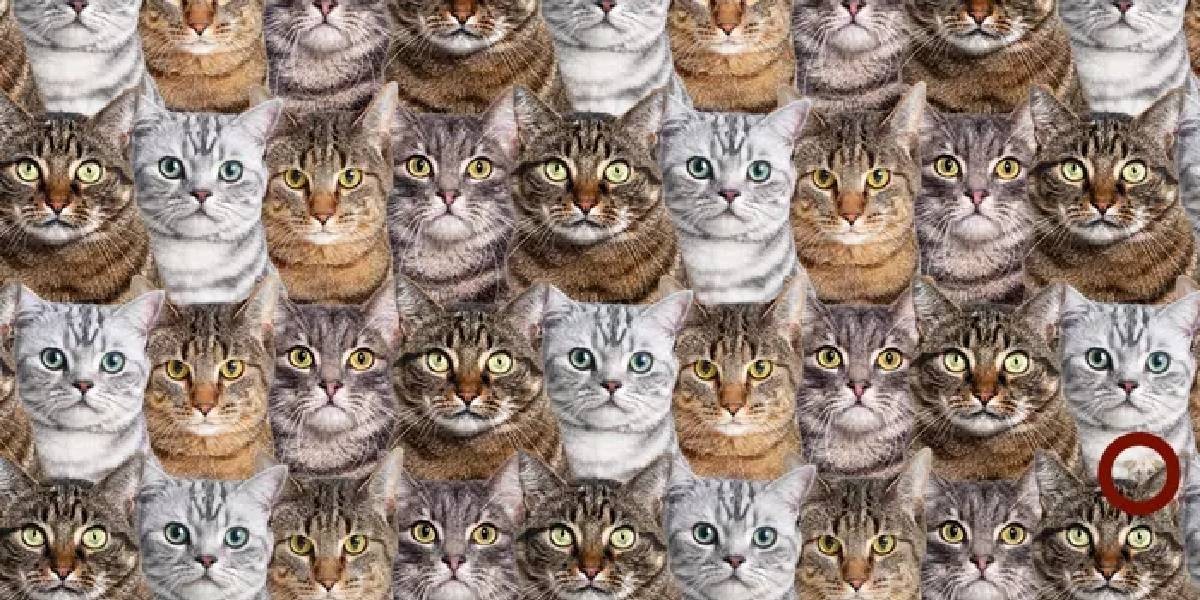 kedi testi sonucu