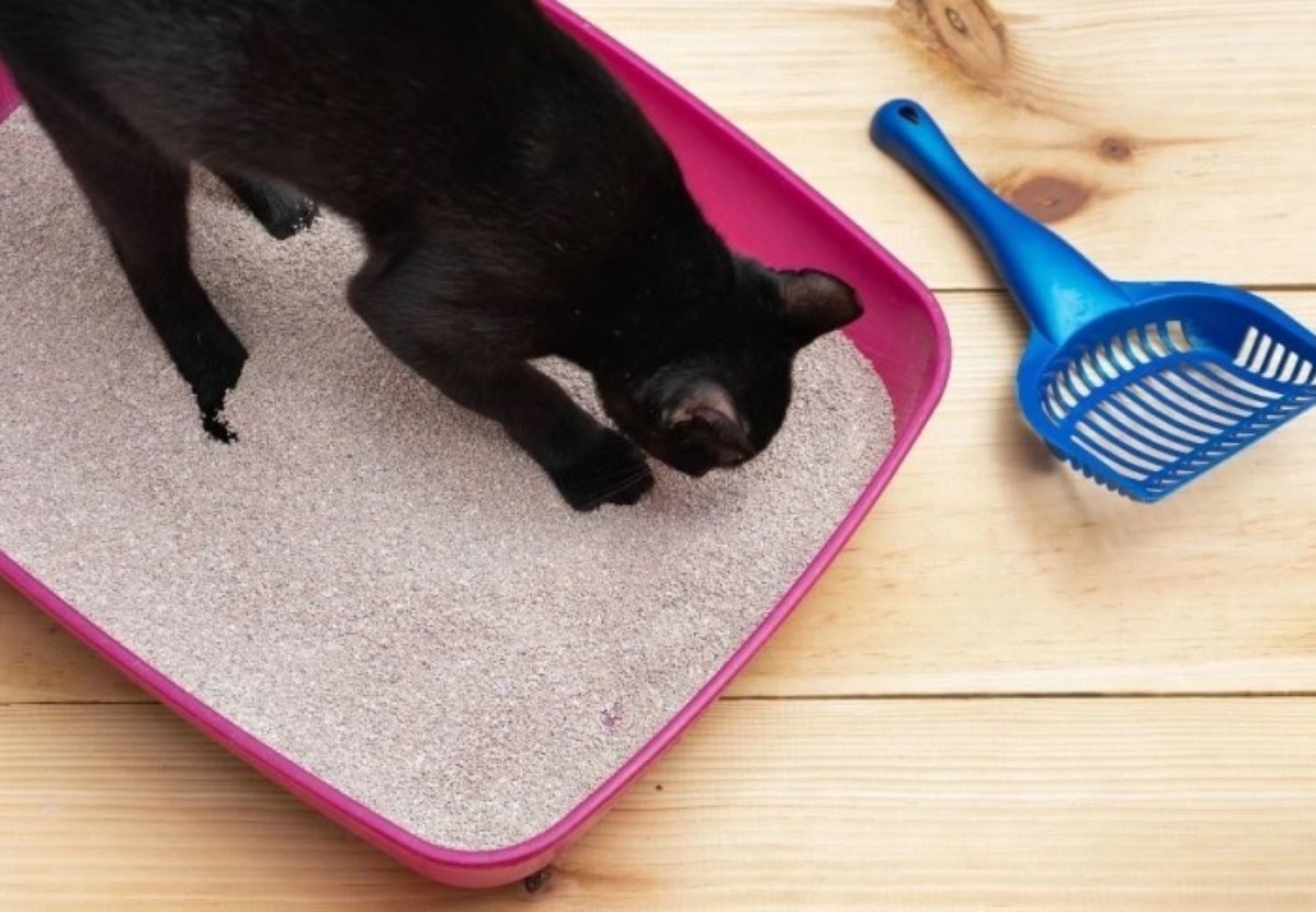 Sihirli formülle kedi kumu kokusuna veda edin