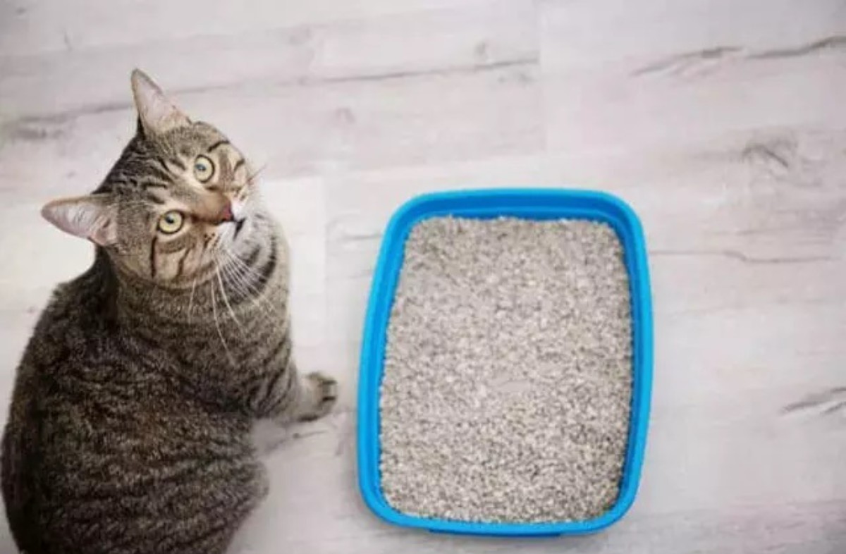 Sihirli formülle kedi kumu kokusuna veda edin