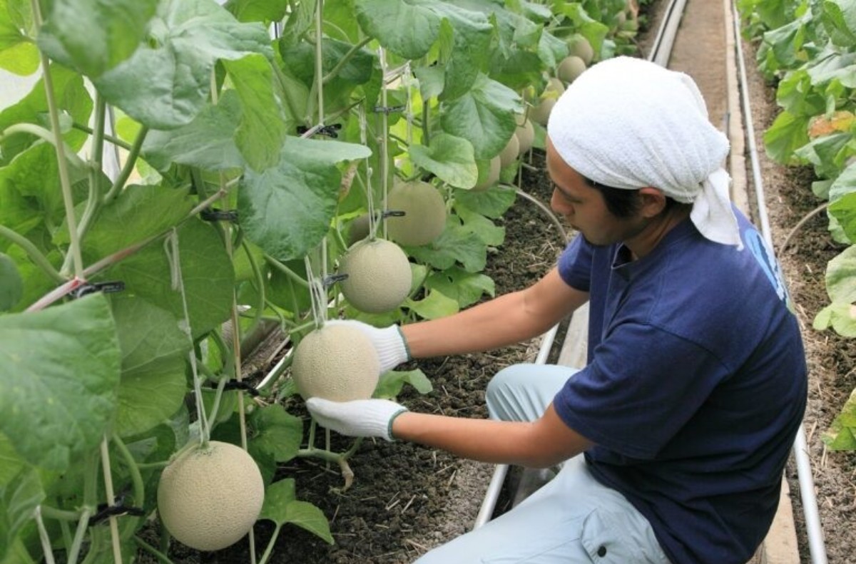 Crown Melon nasıl yetişiyor