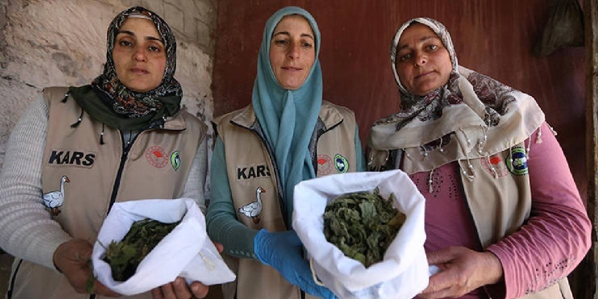 Doğadan topluyor, kurutup satıyorlar